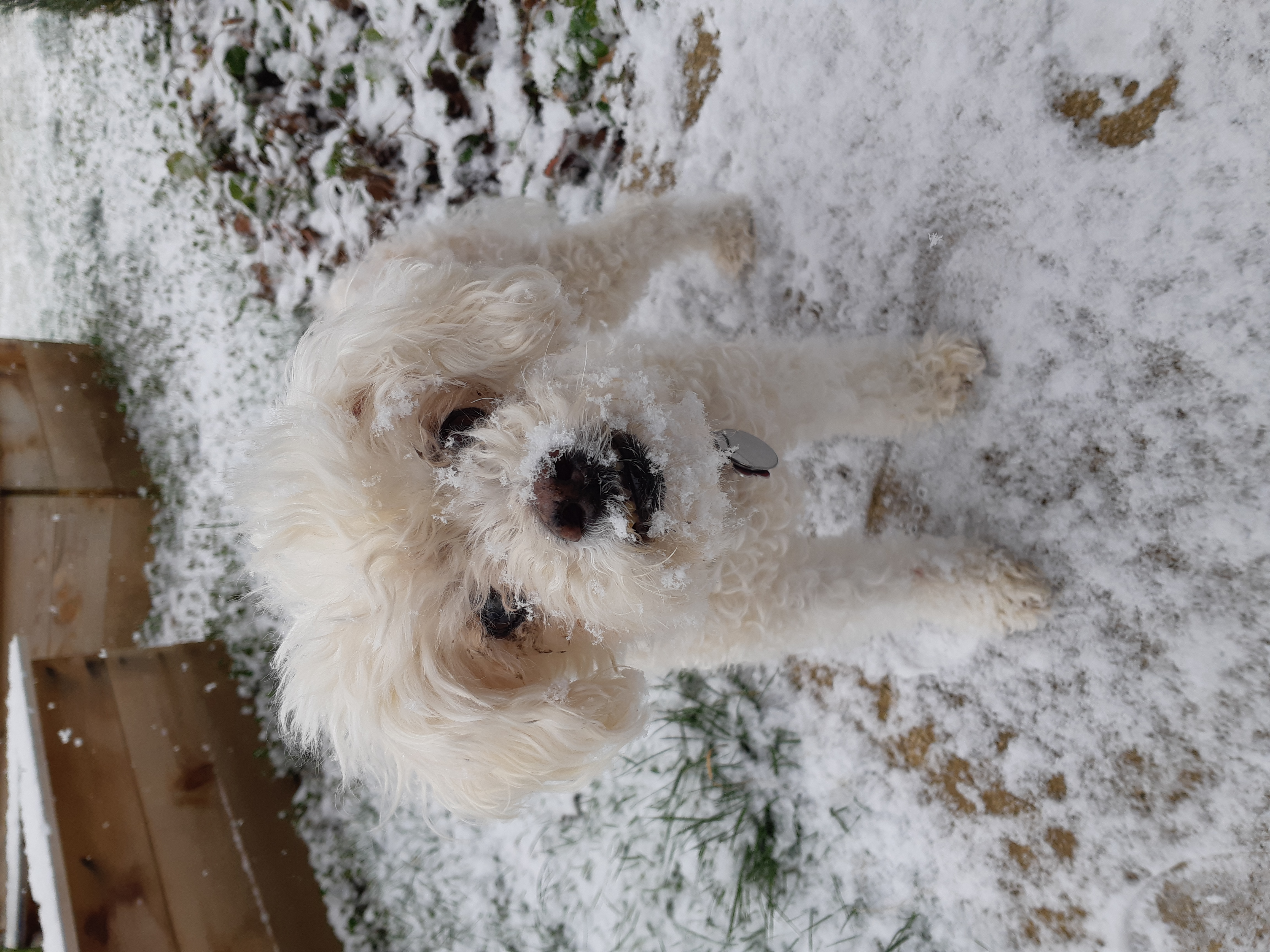 Whitey having eaten some snow in our backyard after last year's first snow. 