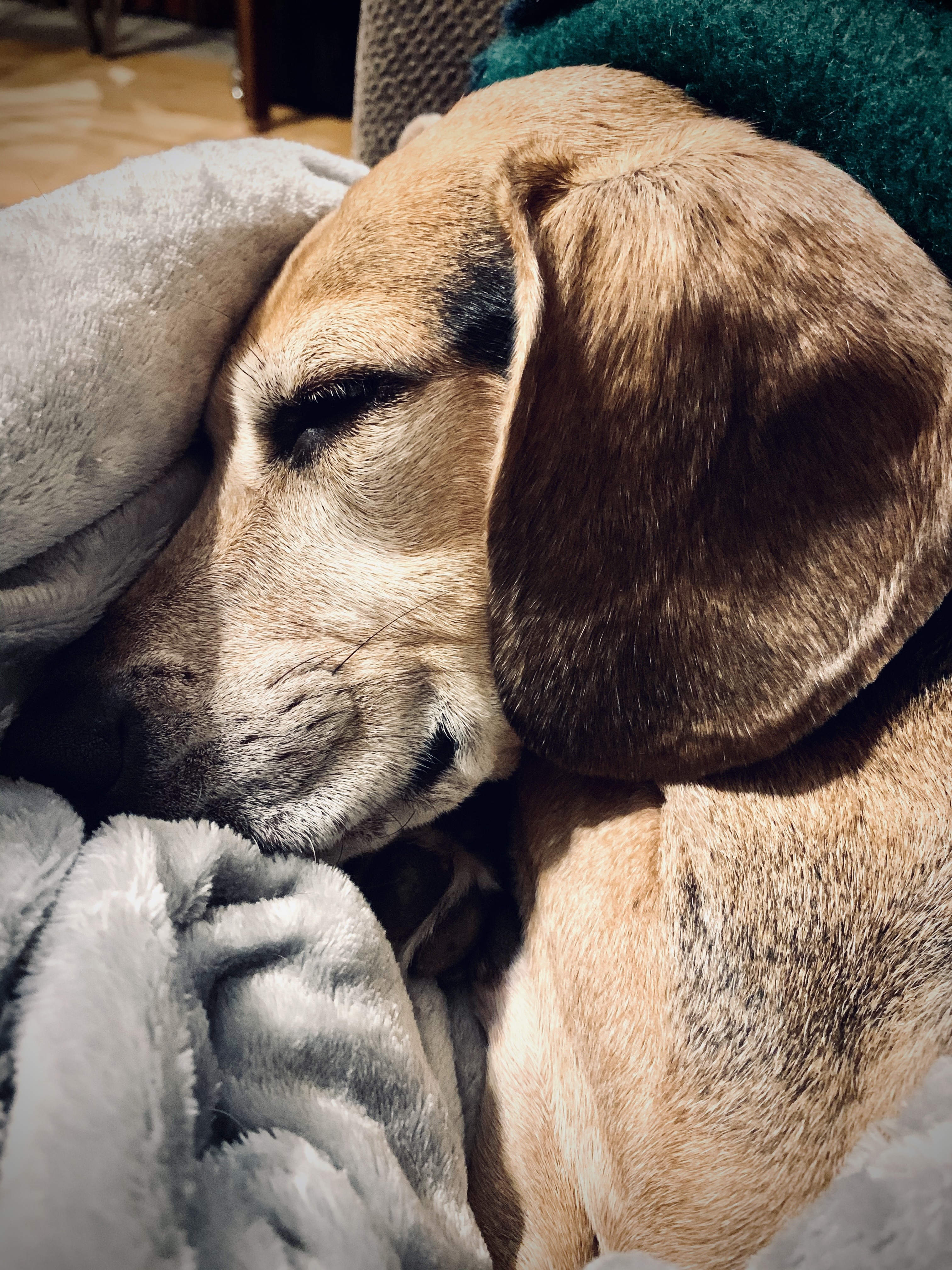 My sweet boy now lives in Maine with my ex-husband (along with his girlfriend and her two dogs), who sent me this photo of Brady in his favorite position: head on a soft pillow, buried under blankets, no puppies in sight. He’s spoiled beyond reason and I miss him a lot.