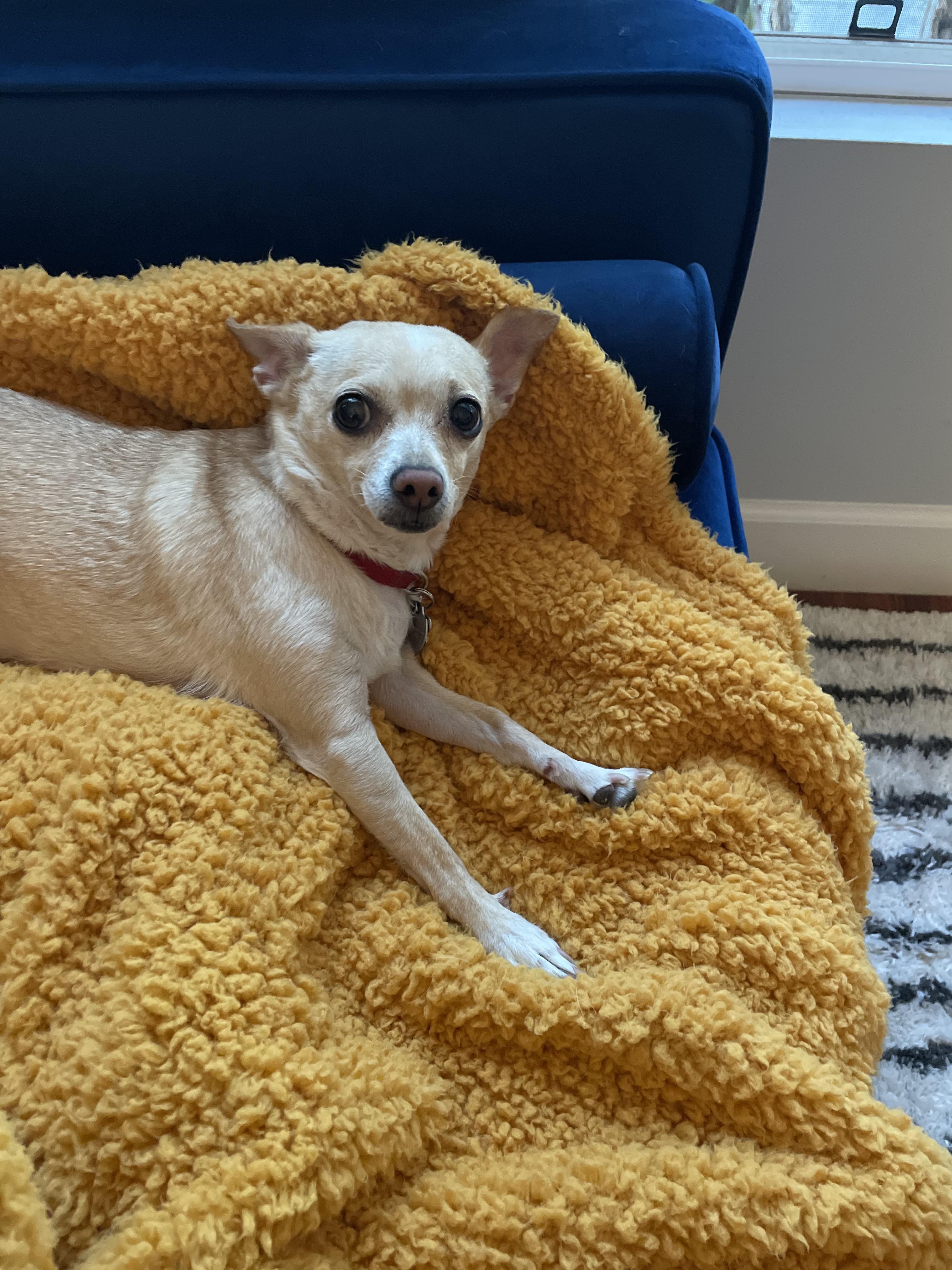 Carol, a beautiful perfect chihuahua, stretches atop her personal mustard-colored blanket, draped on a blue velvet couch.