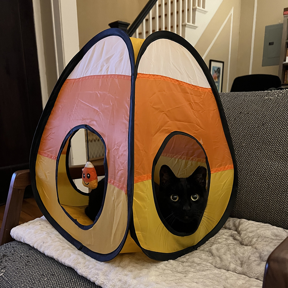 Dobby, an all-black cat with giant green eyes, sits inside a cat tent shaped like a candy corn on top of a white fuzzy blanket on top of a grey chair in the living room.