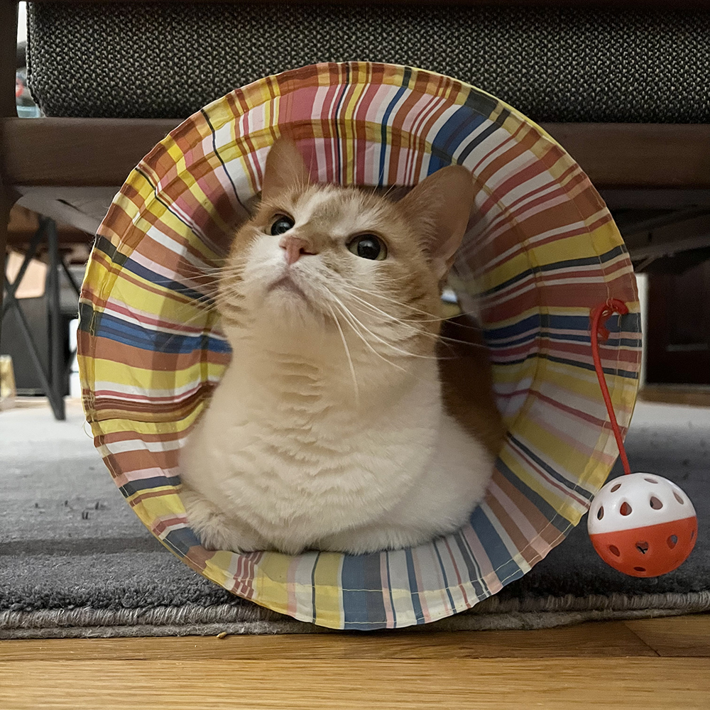 Quasar, an orange and white striped cat with a rusty-colored nose splotch, lounges inside a circus-colored cat tunnel.