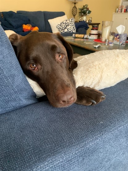 Ringo is a chocolate colored dog, perhaps a lab or lab mix. Here he looks wistfully from the arm of a couch upon which he is laying.