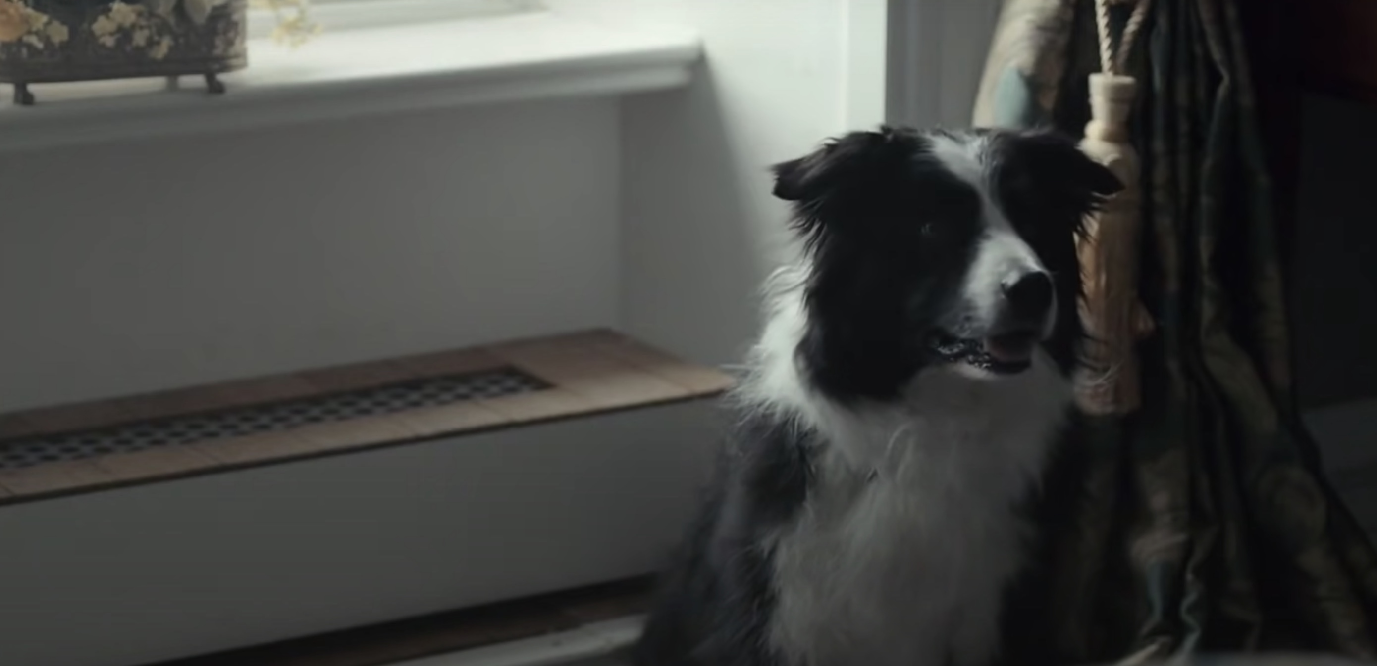 cute doggo in "The Lobster"