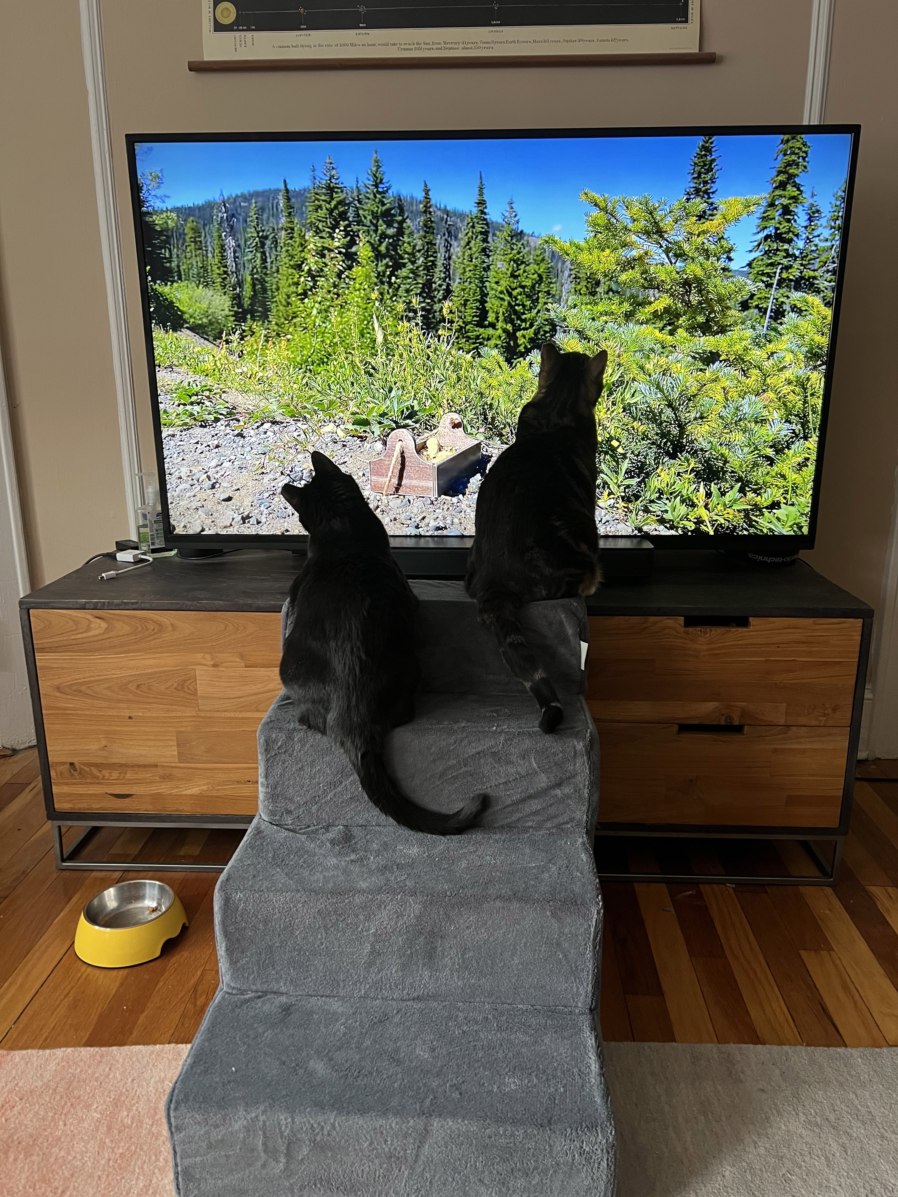 Two cats sit on top of accessibility stairs in front of a TV