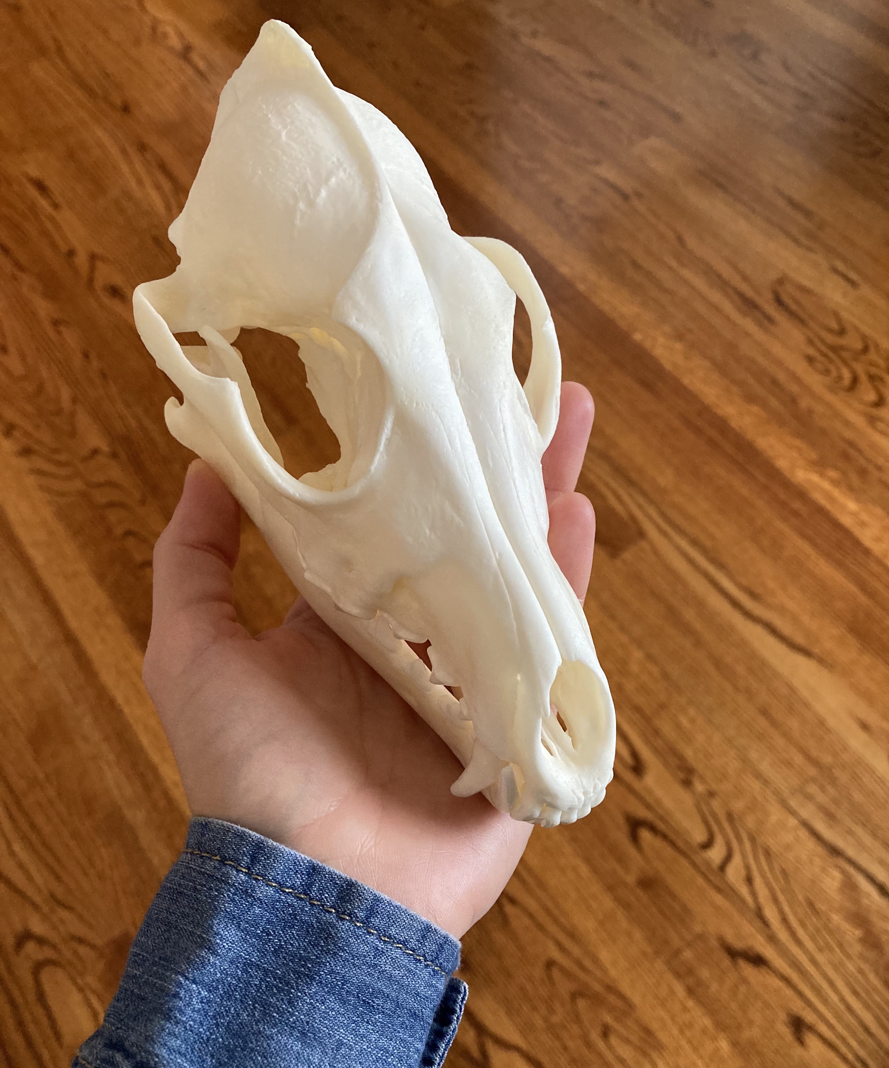 Ro holds up an animal skull.