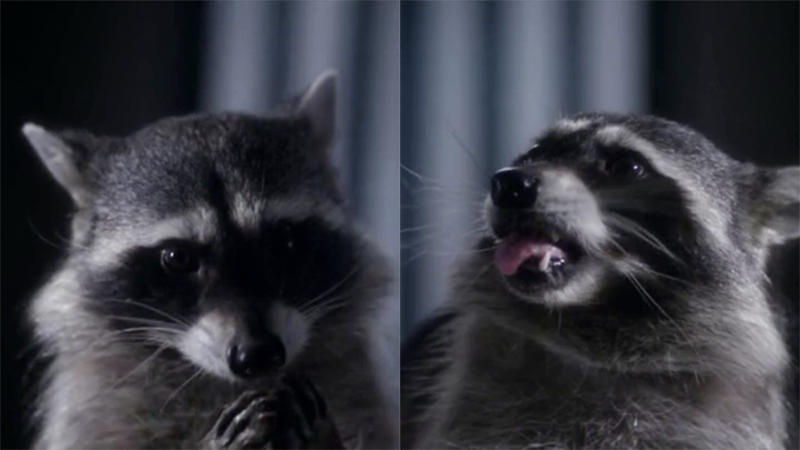 The PLL Cheeto-chomping raccoon