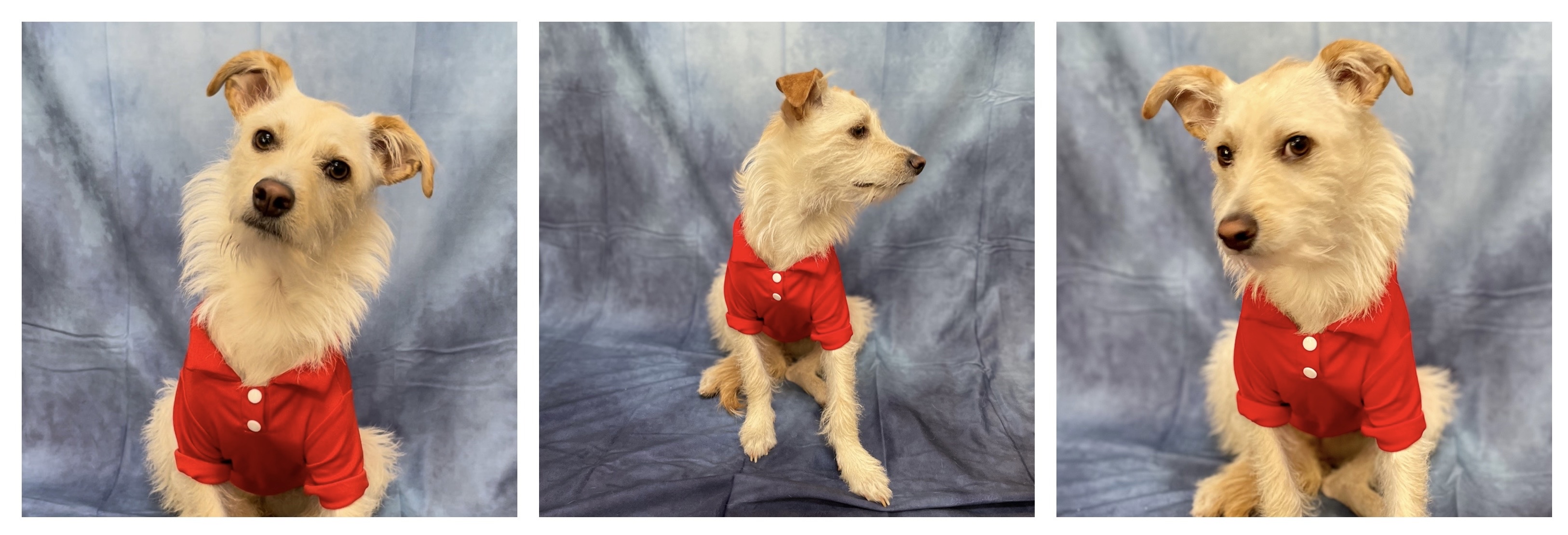Three images of my small white terrier mix wearing a red polo shirt, posing against a blue school photo backdrop