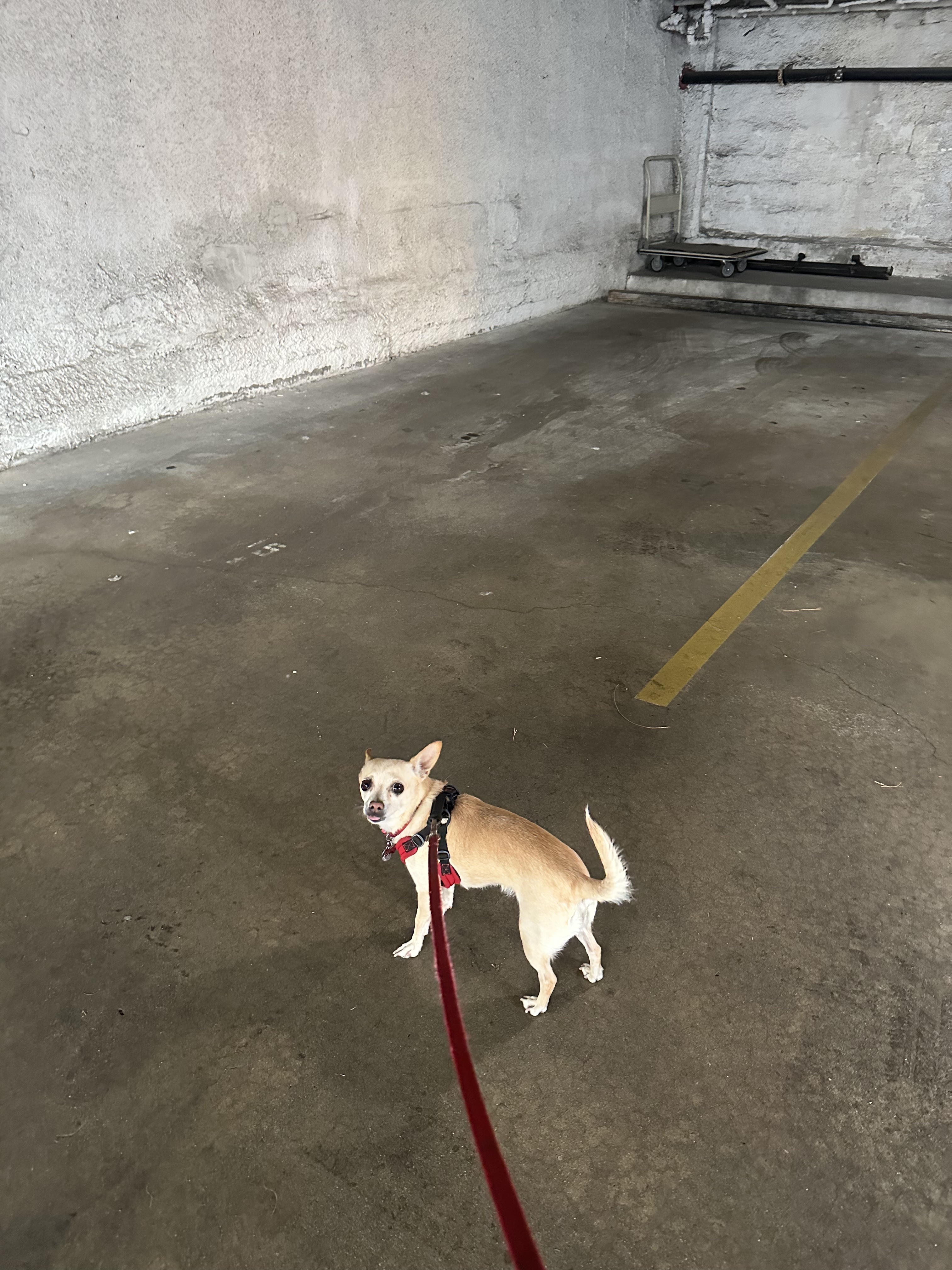 carol on a walk