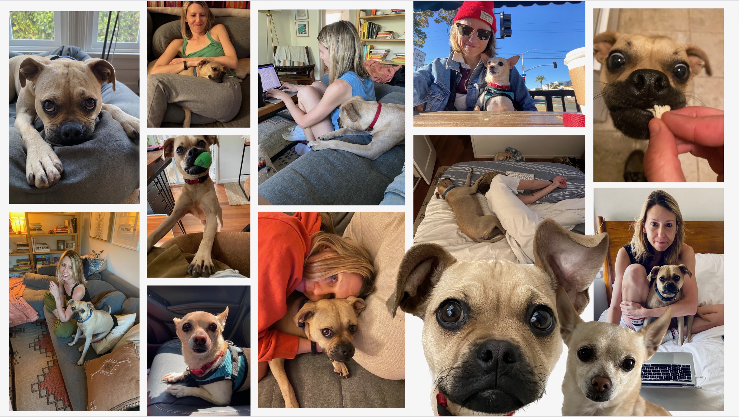 collage of gretchen's dog penny and riese's dog carol