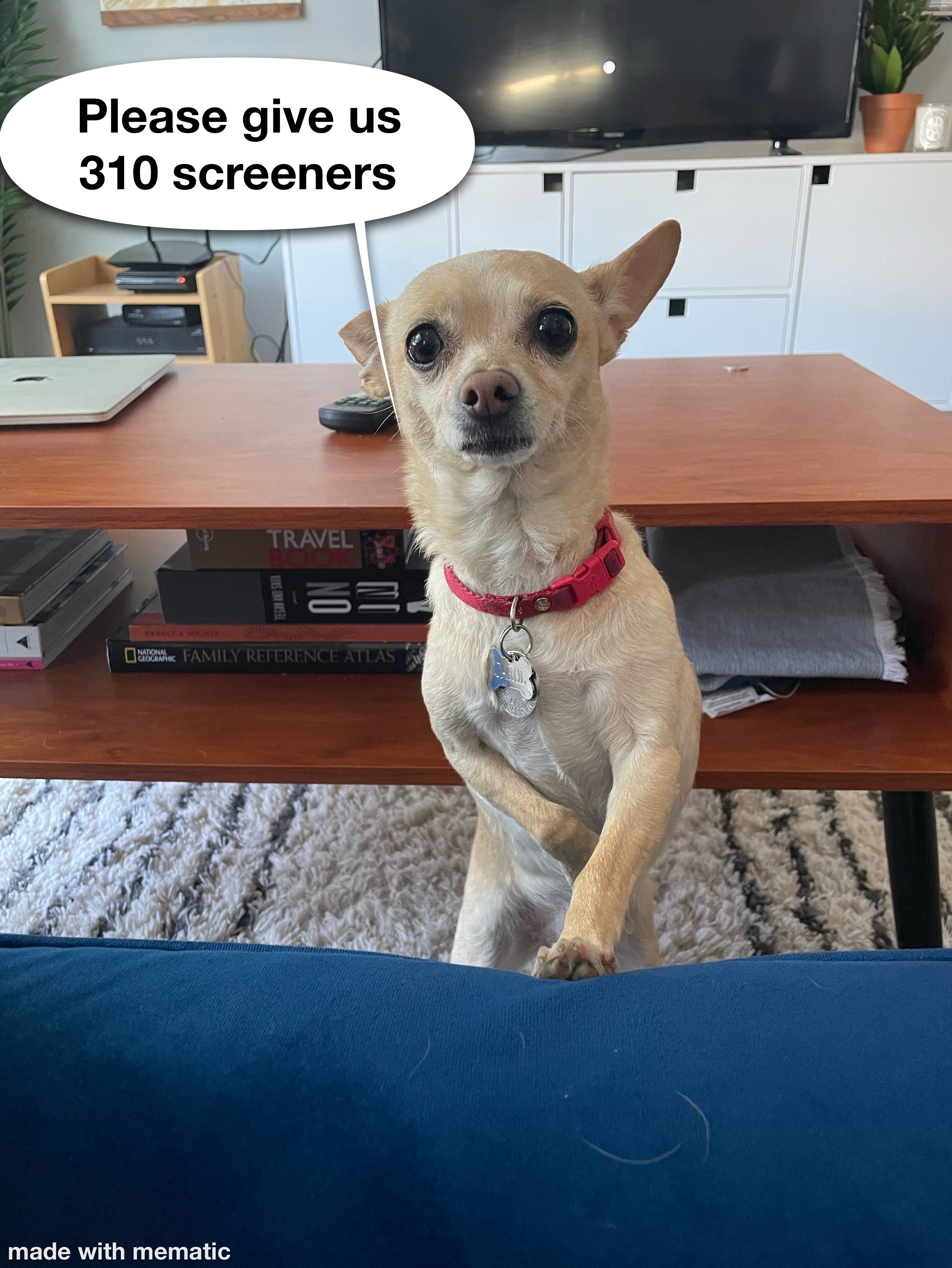 an image of carol the chihuahua looking pleadingly up at the viewer, a speech bubble next to her that says "please give us 310 screeners"