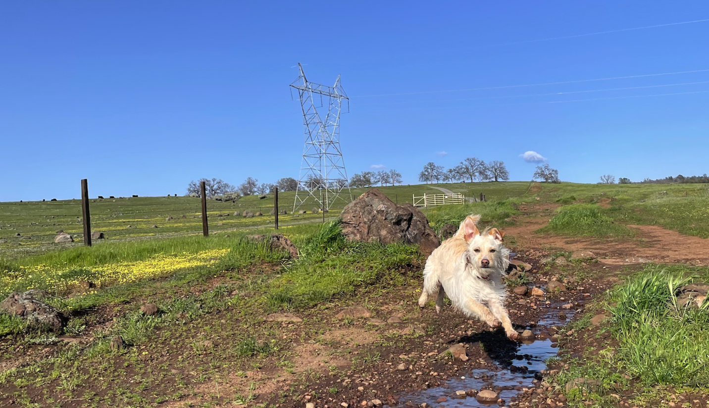 A white and apricot terrier mix jumping over a puddle in a field full of wildflowers with a deep blue sky.