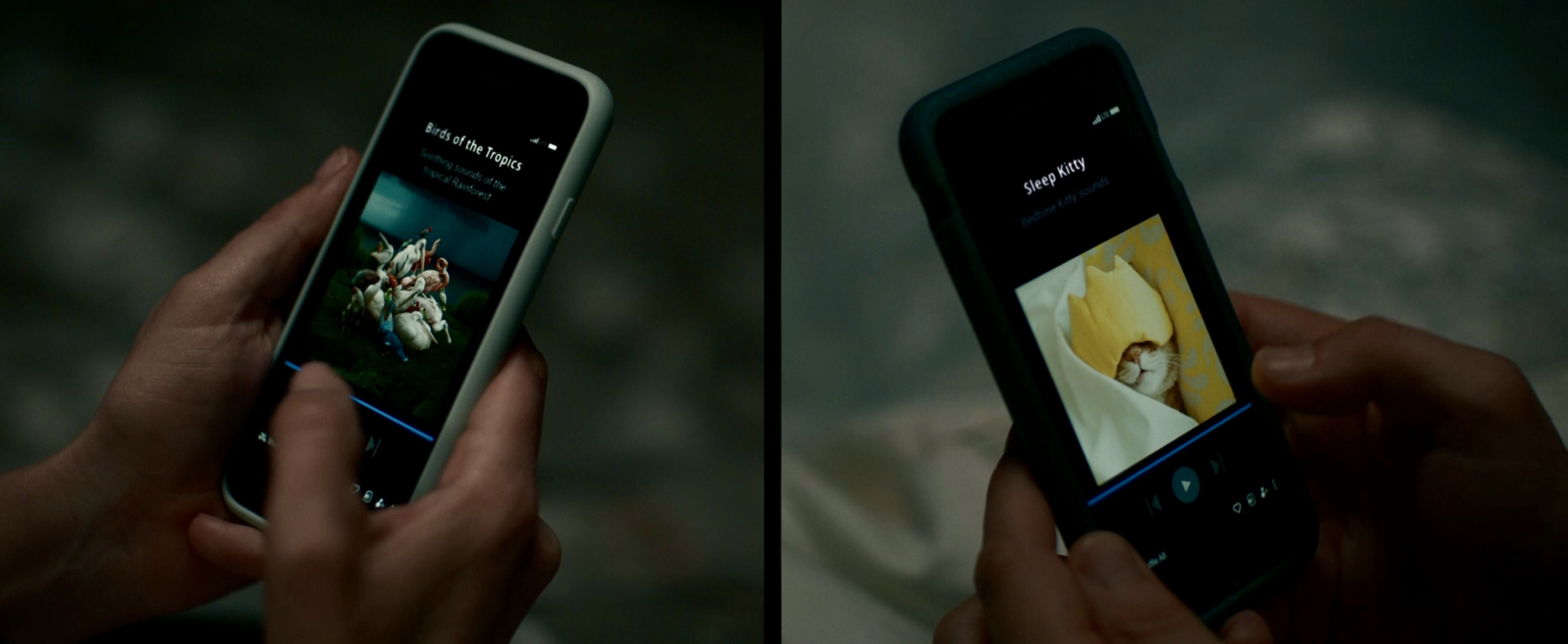 an iphone displaying "birds of the tropics" and an iphone displaying "kitty sounds"