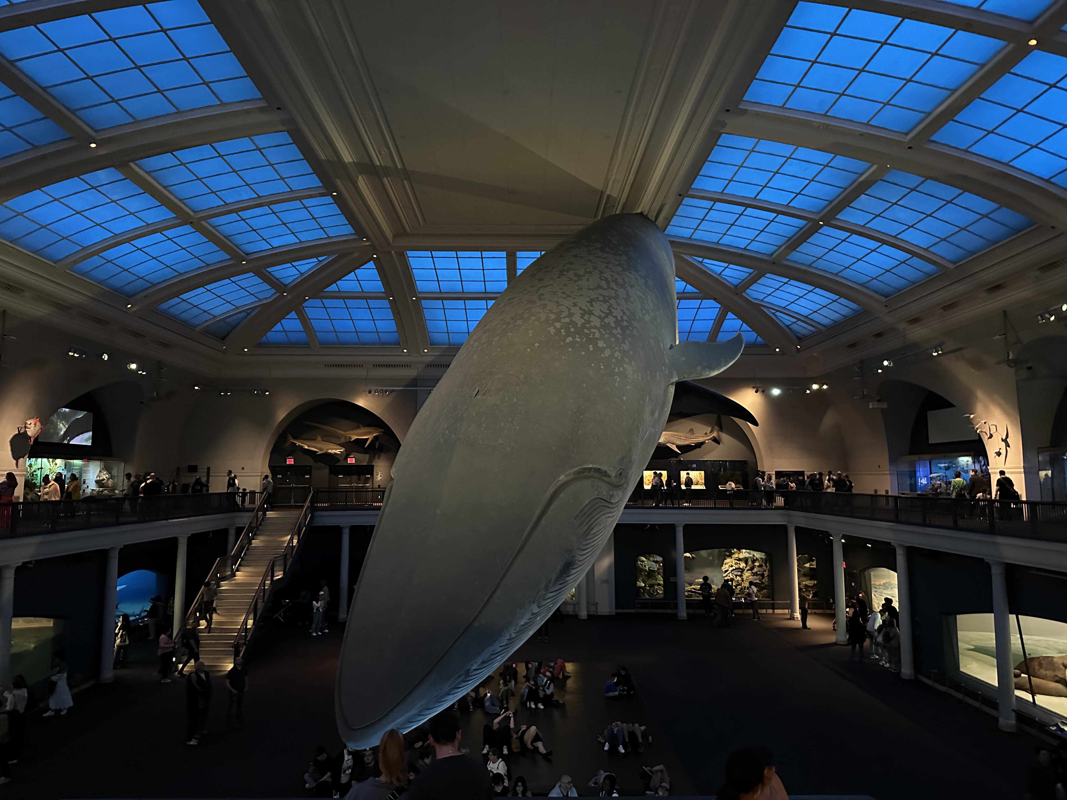 the whale at the natural history museum