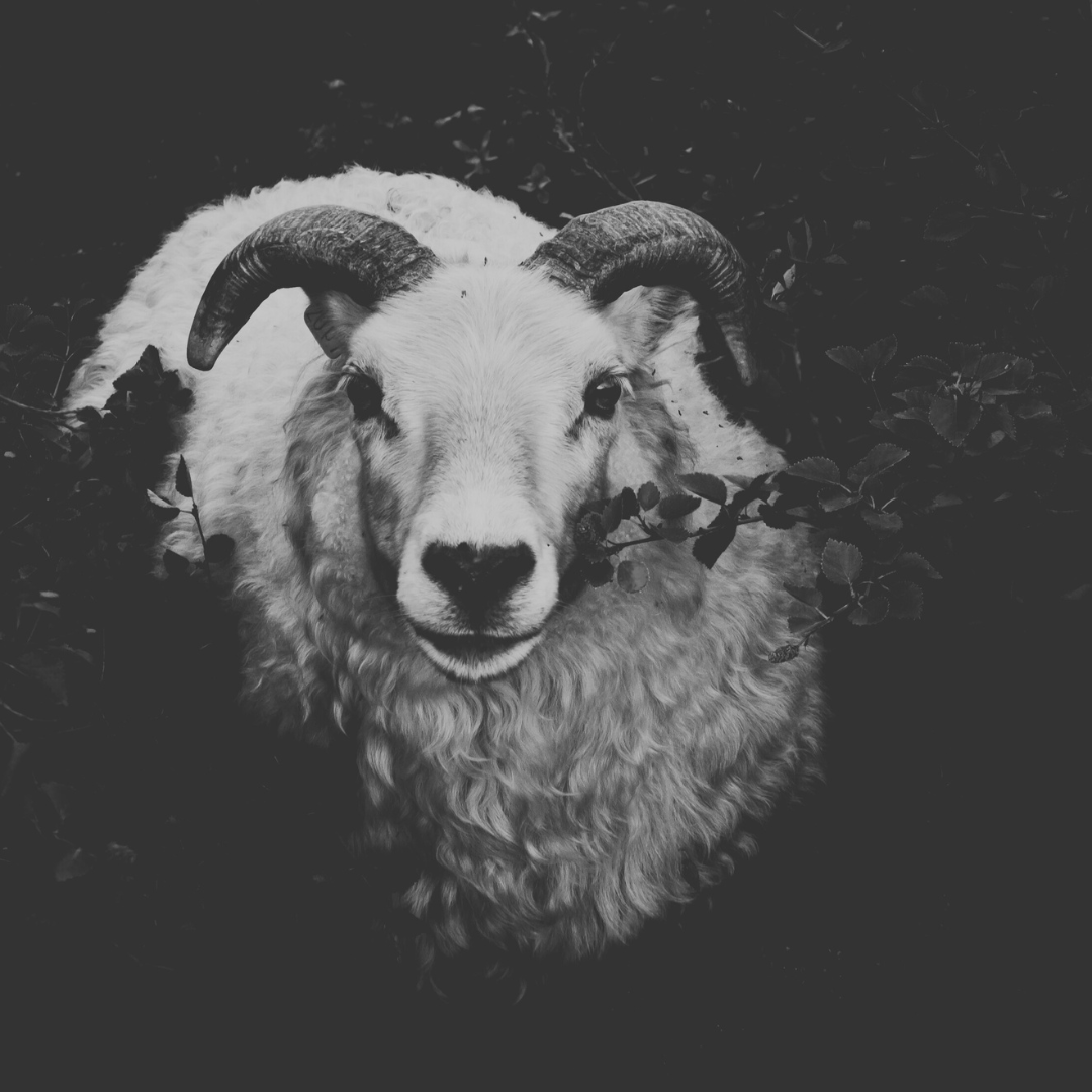 a black and white image of a ram among dark foliage