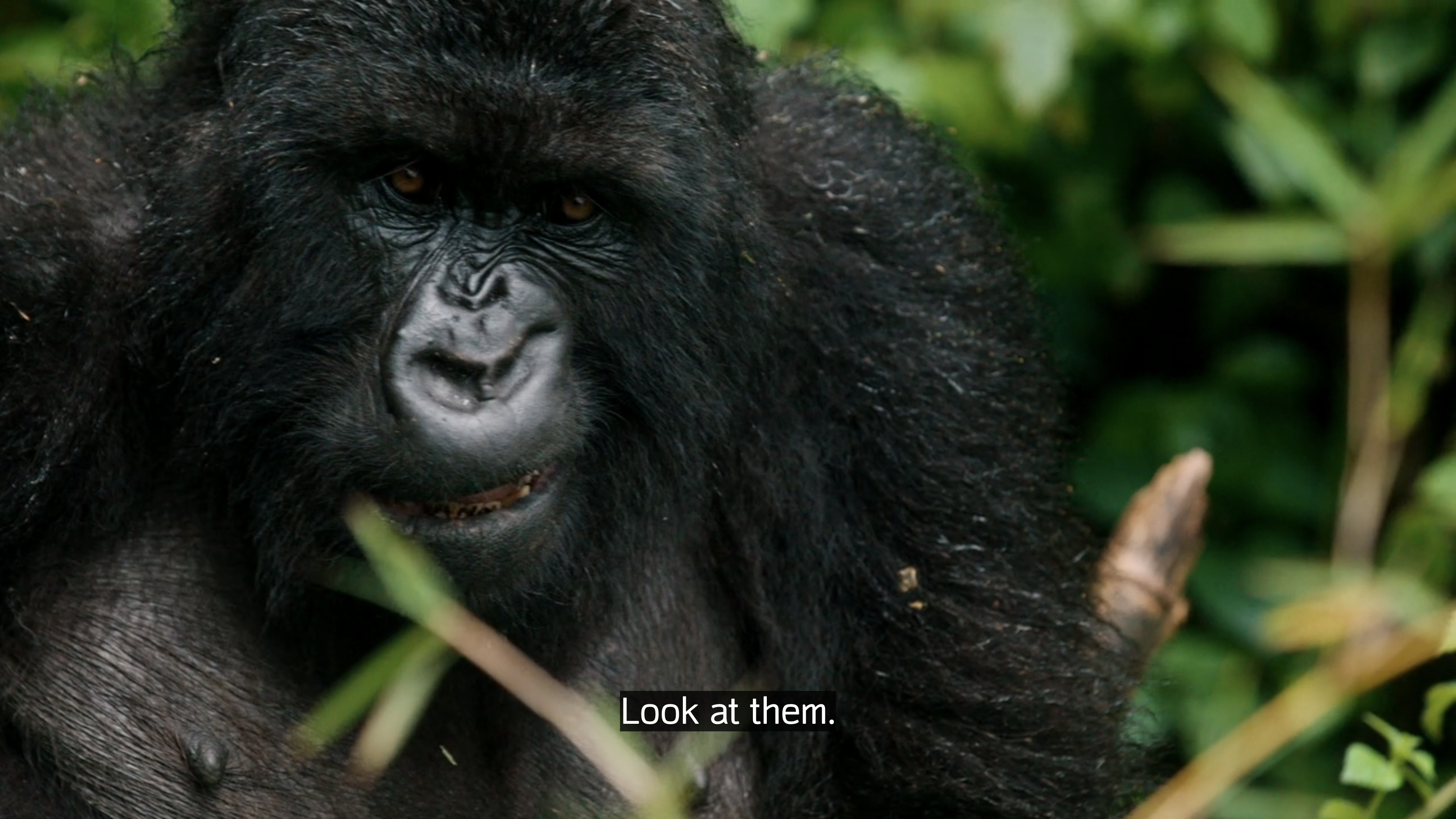 A close up of a gorilla snarling. CC: Look at them.