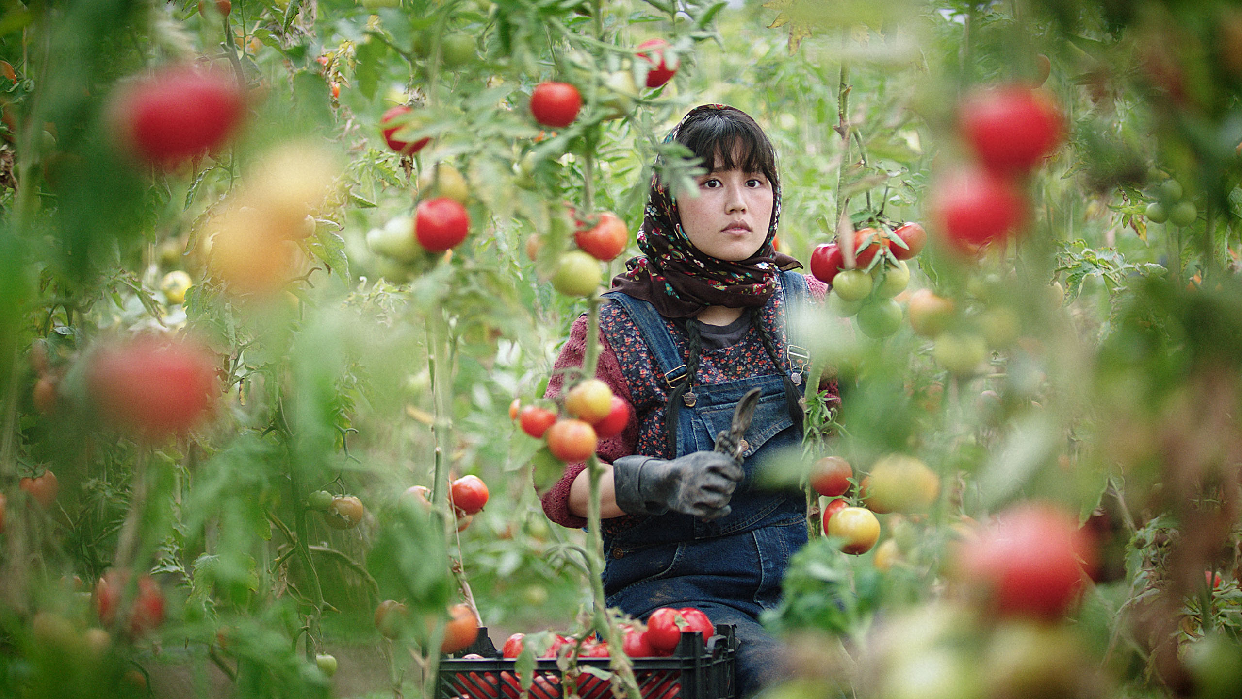 A still from In The Land of Brothers. Hamideh Jafari crouches down in an orchard.