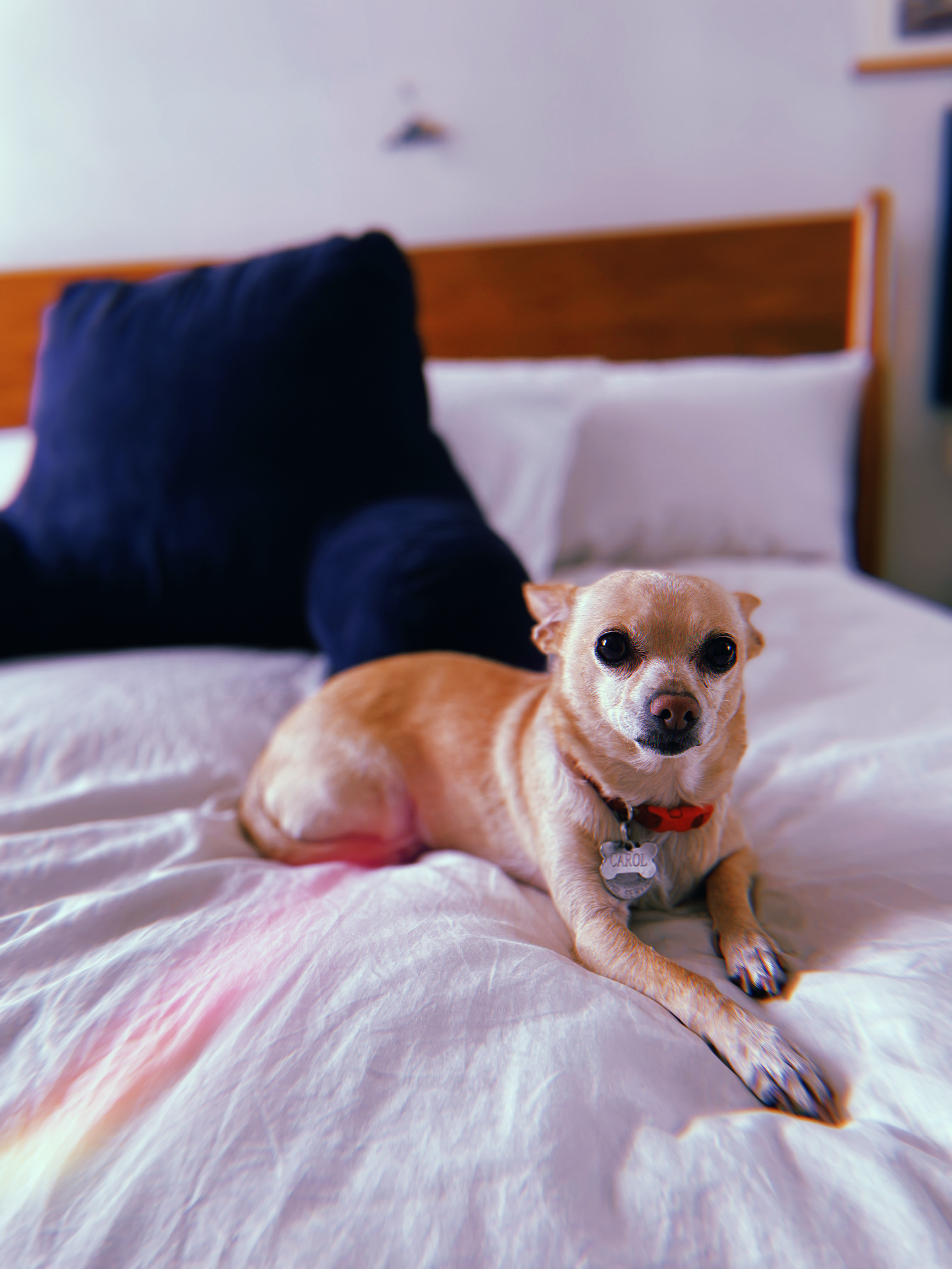 carol on the bed