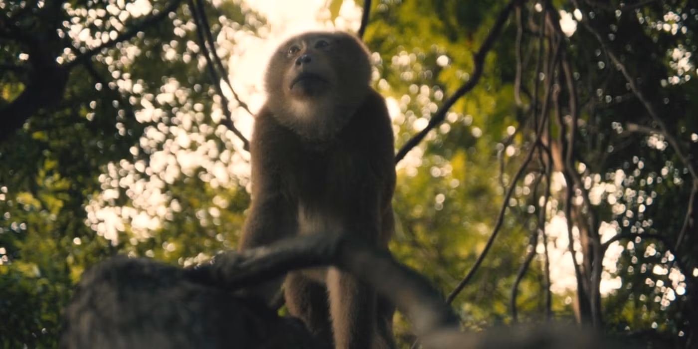 a monkey in White Lotus