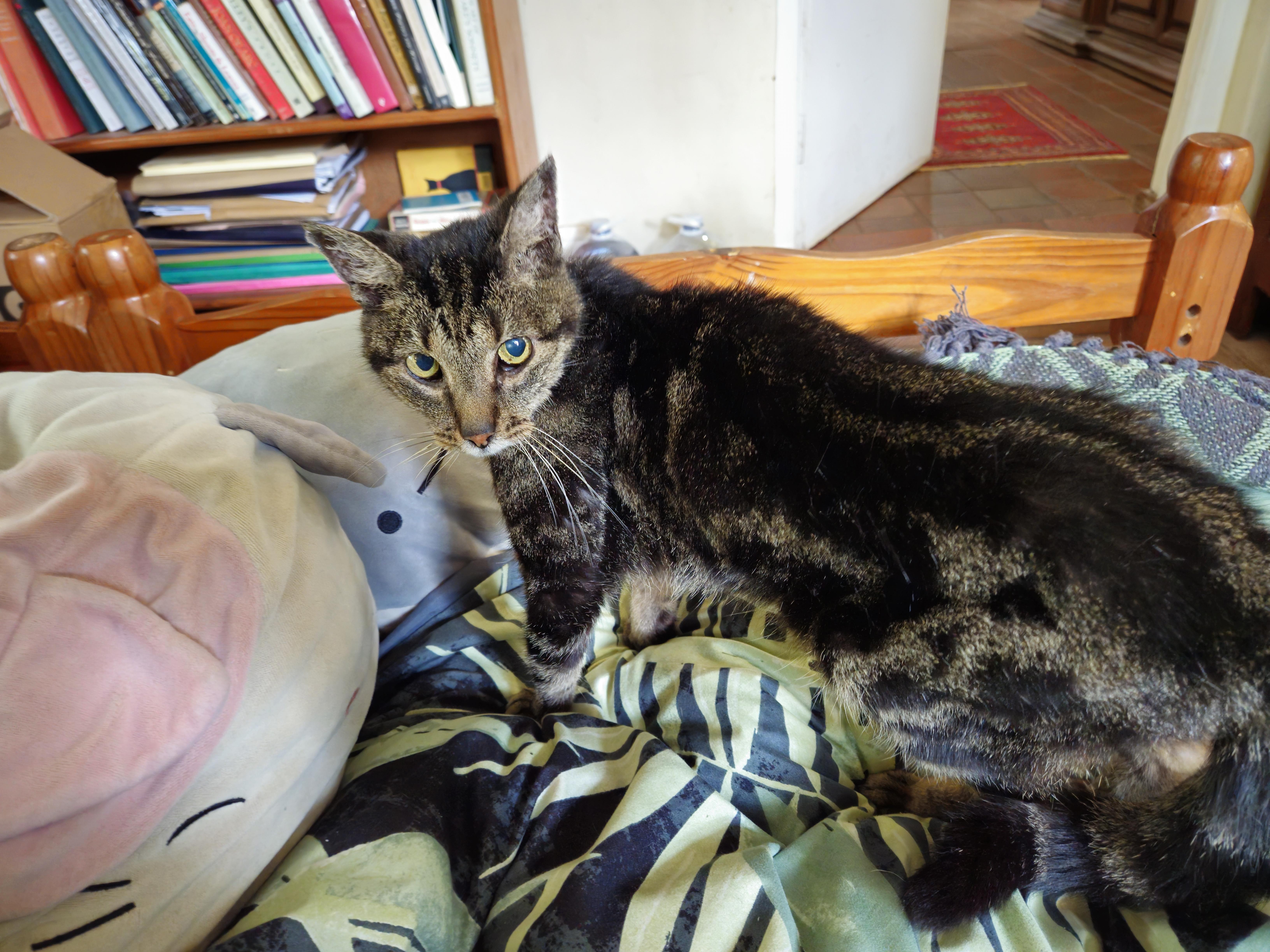 Missy the cat