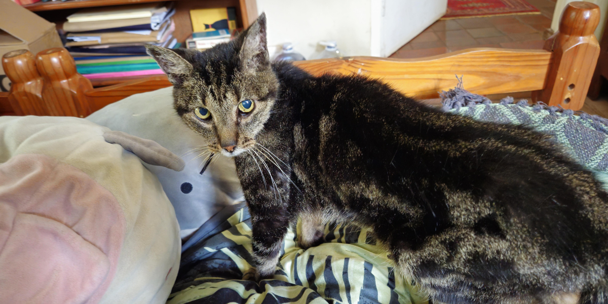 Missy the cat