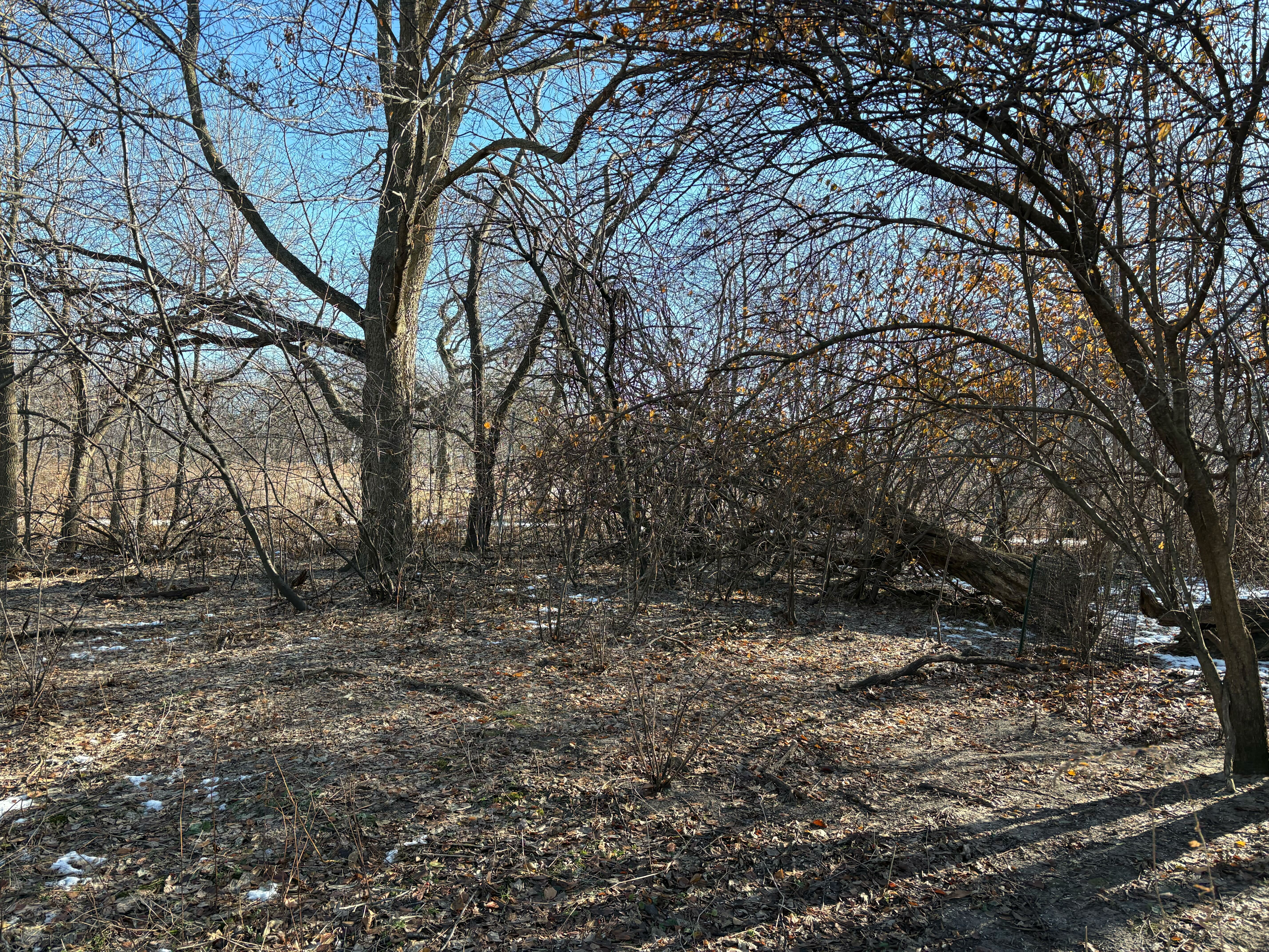 a winter forest