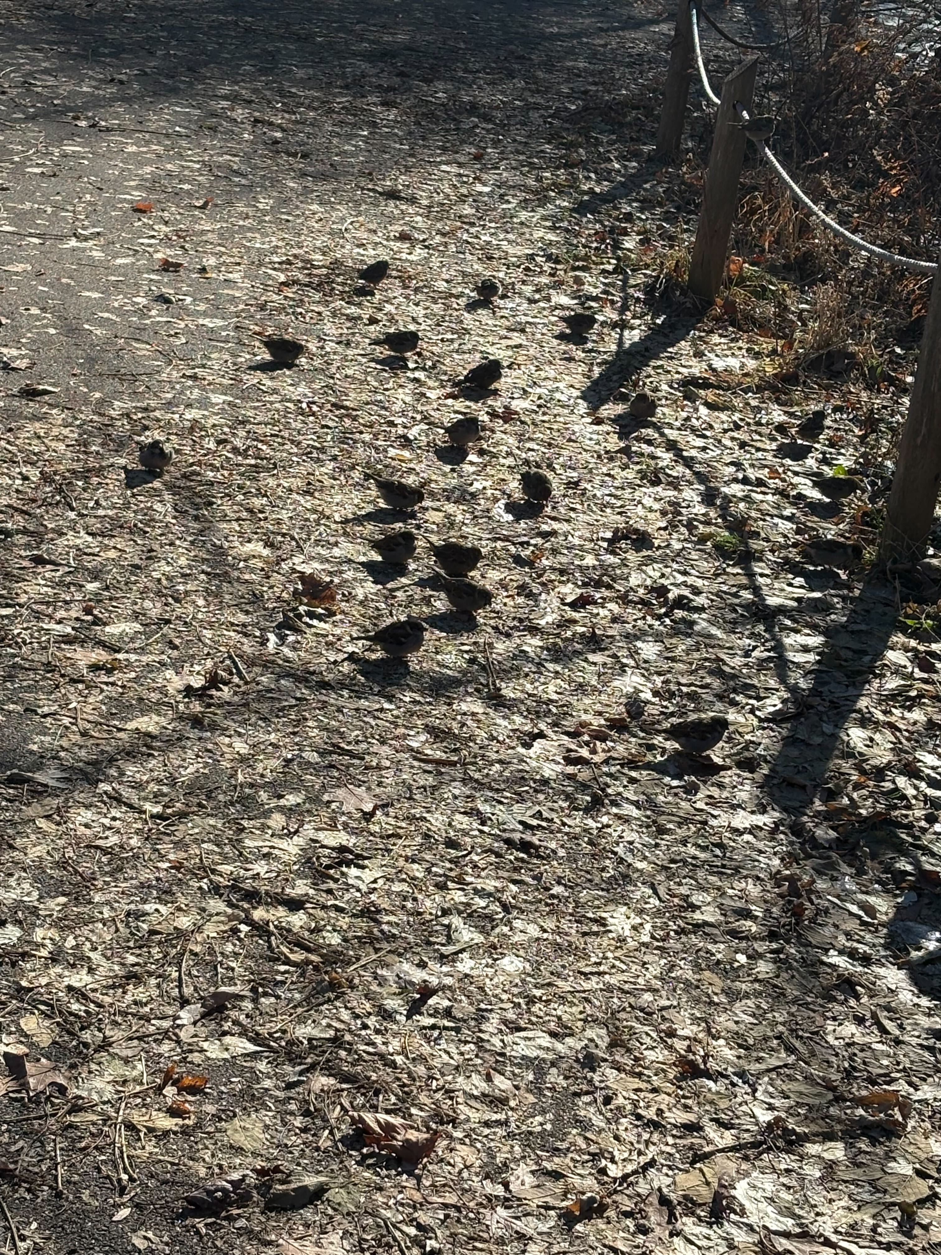 a bunch of birds