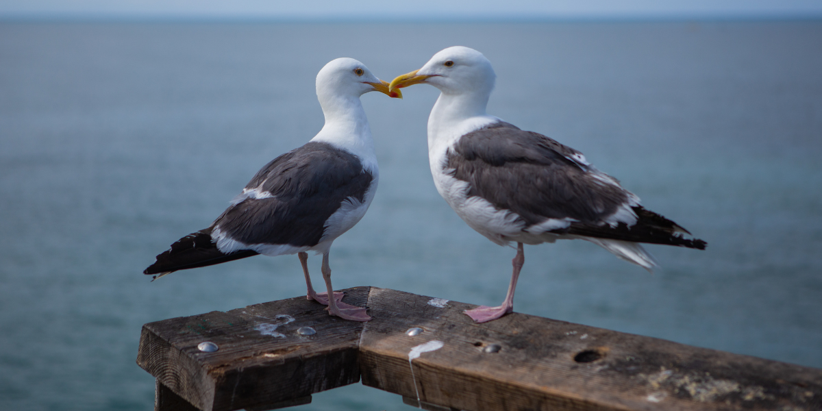 two seagulls
