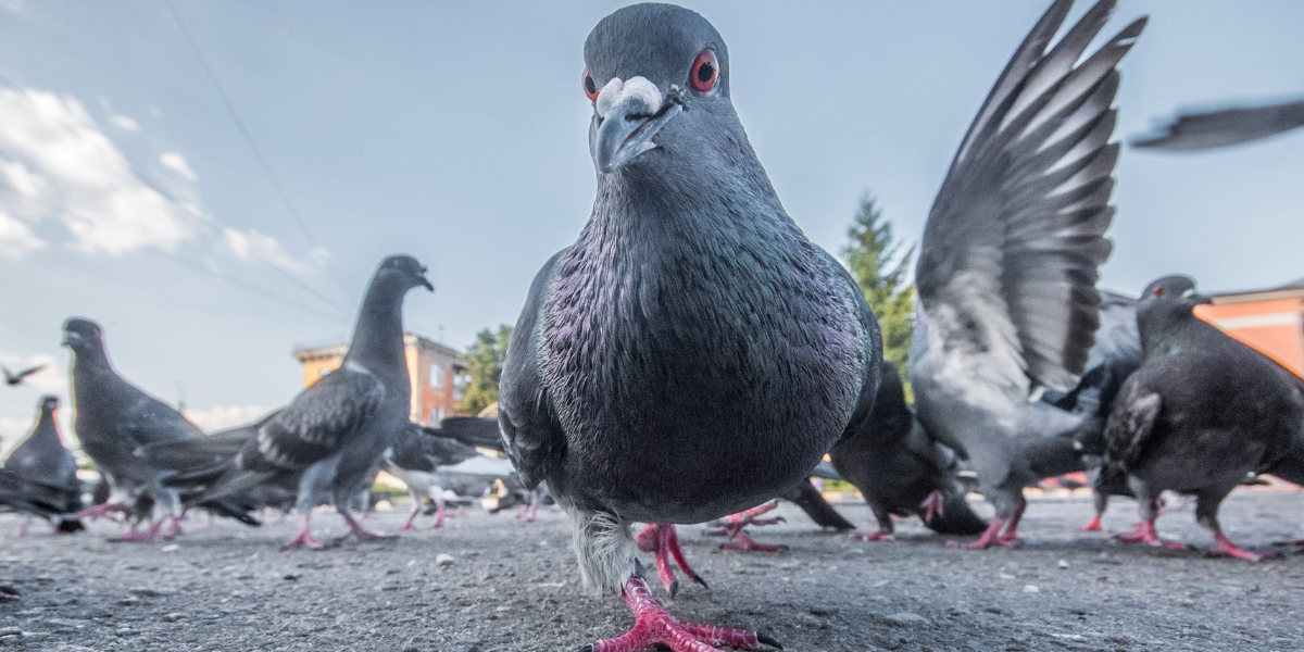 a pigeon