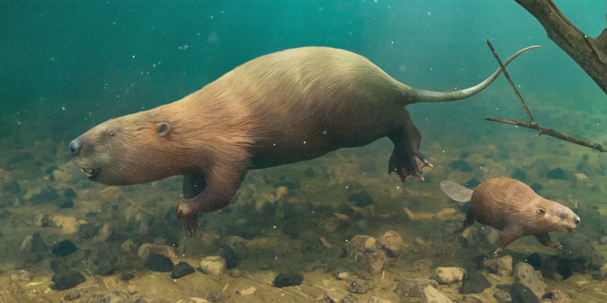 giant beaver