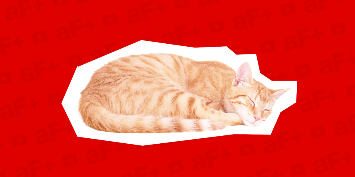 cat cutout