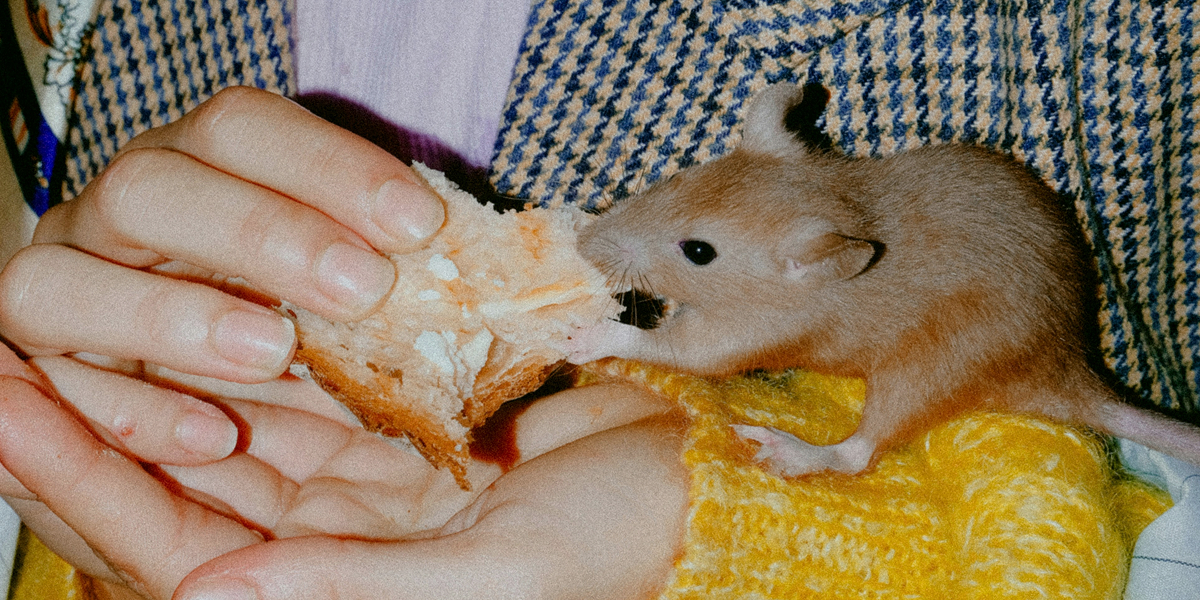 a rat with a piece of bread