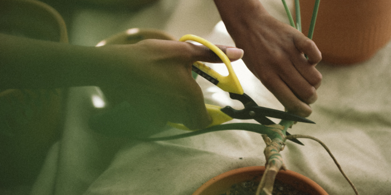 hands holding scissors cutting a plant