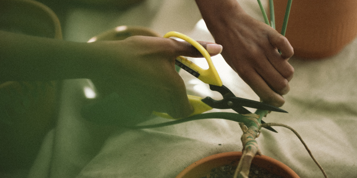 hands holding scissors cutting a plant