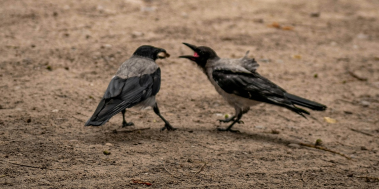 two birds arguing