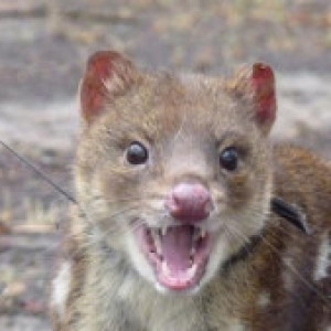 Profile picture of Quoll