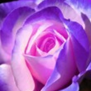 Latonya profile image