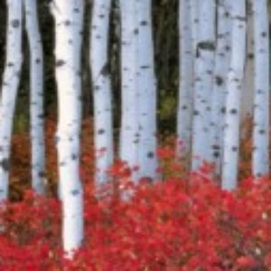 Profile picture of birch