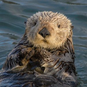 Profile picture of Remainflexible