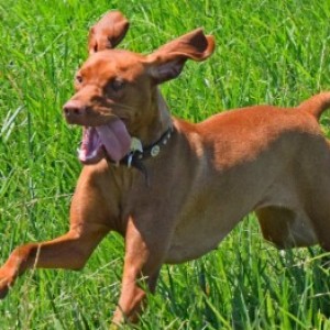 Profile picture of Fitzy